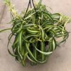 CHLOROPHYTUM BK 20