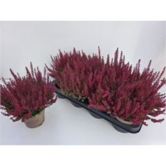 CALLUNA V.12