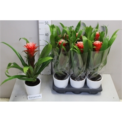 GUZMANIA HOPE CERAM.V.13